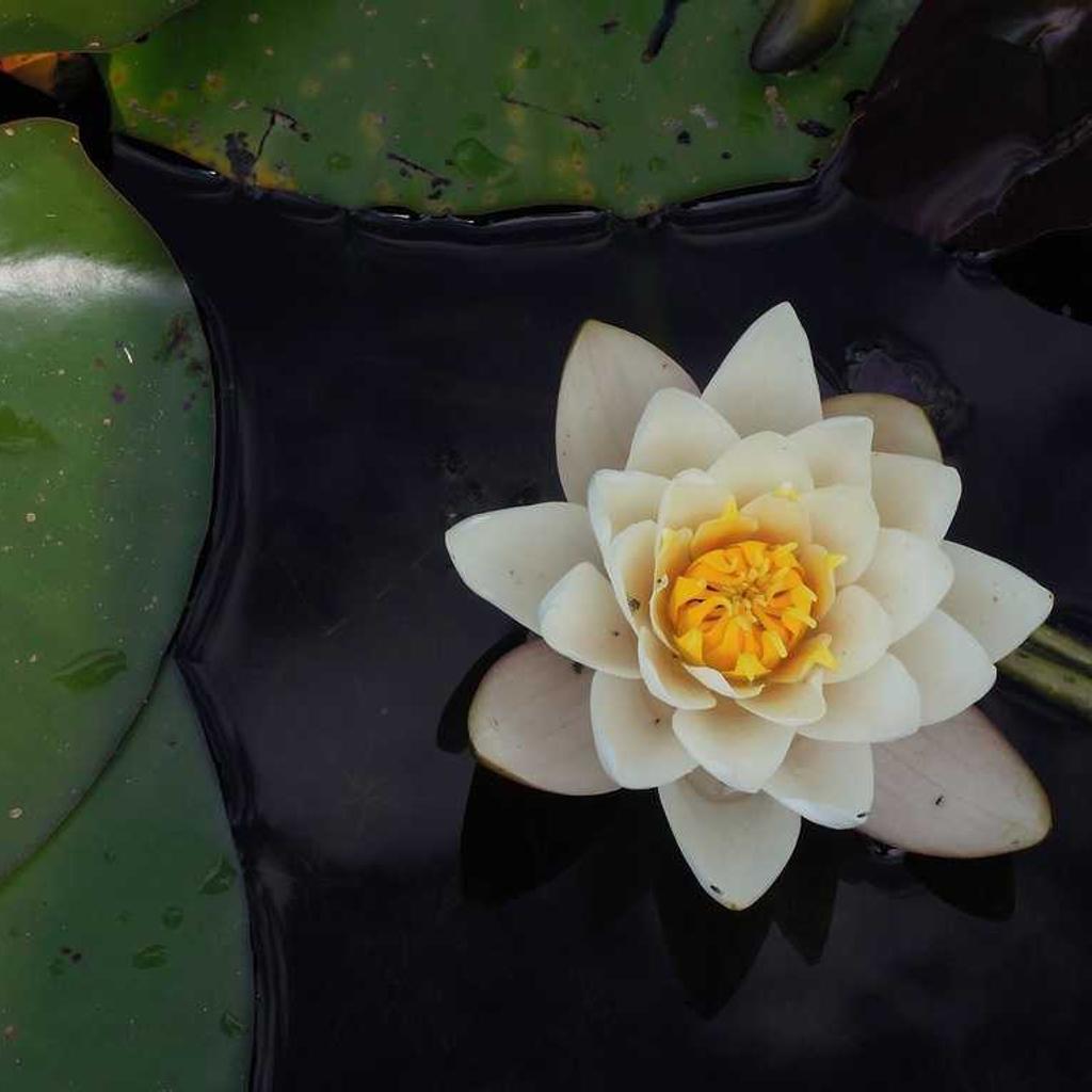 Healthy Food - professional stock photography